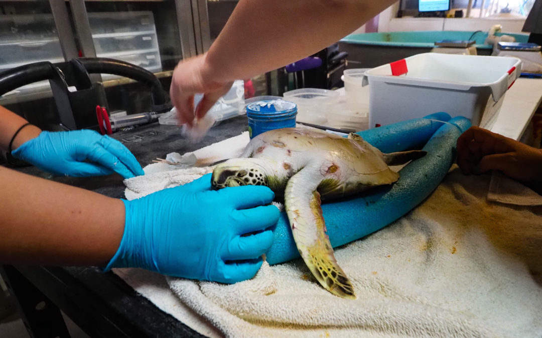 Virus causes tumors in endangered sea turtles along Texas coast