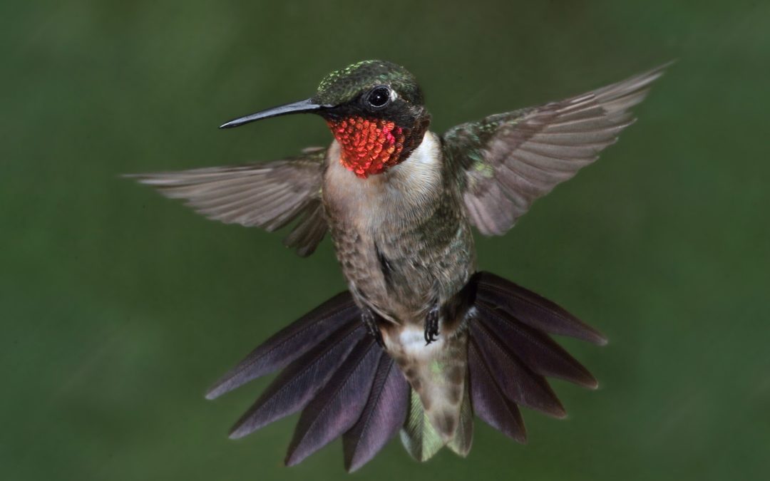 Head to Rockport to celebrate tiny, fast-flapping hummingbirds