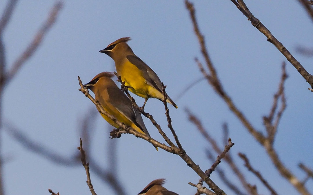 Join a Backyard Bird Count on April 15
