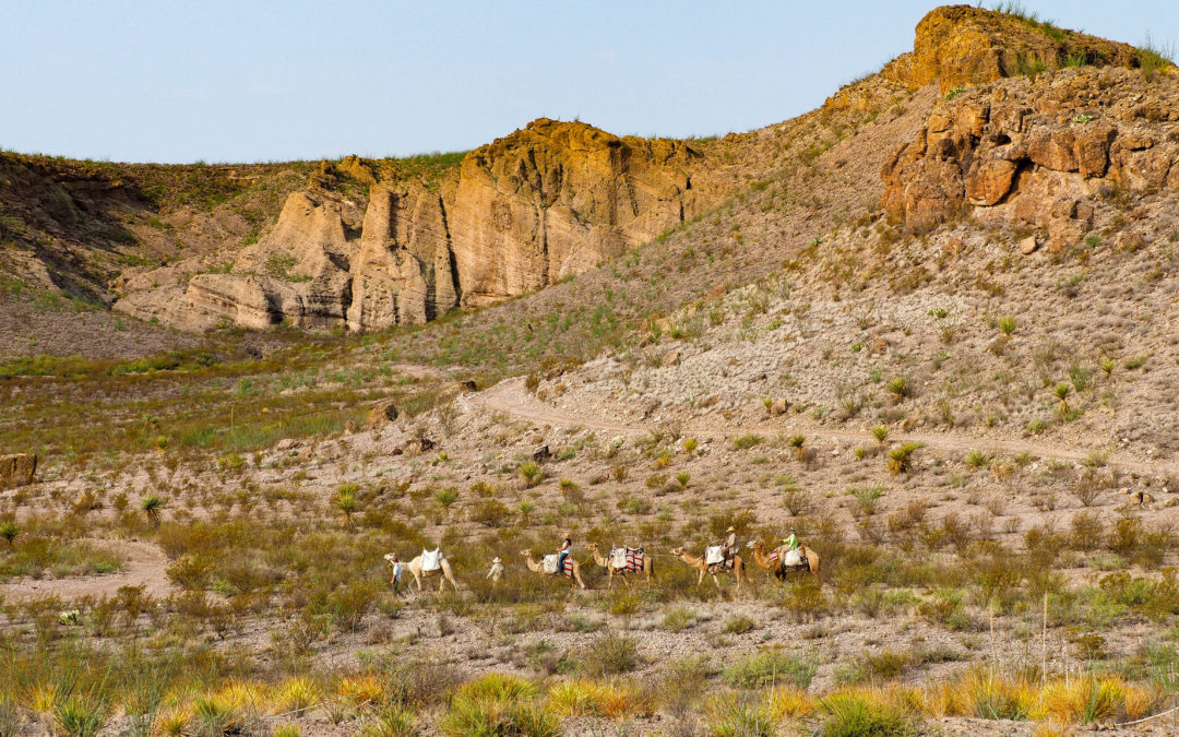 What’s it like to ride a camel through the West Texas desert? I found out