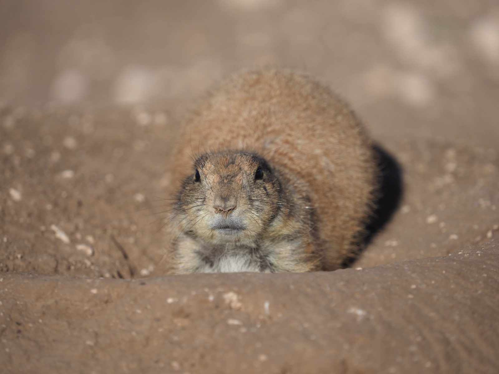 When in Lubbock, visit Prairie Dog Town Pam LeBlanc Adventures