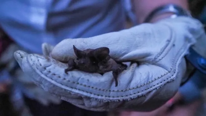 Watch bats emerge from Bracken Cave tonight
