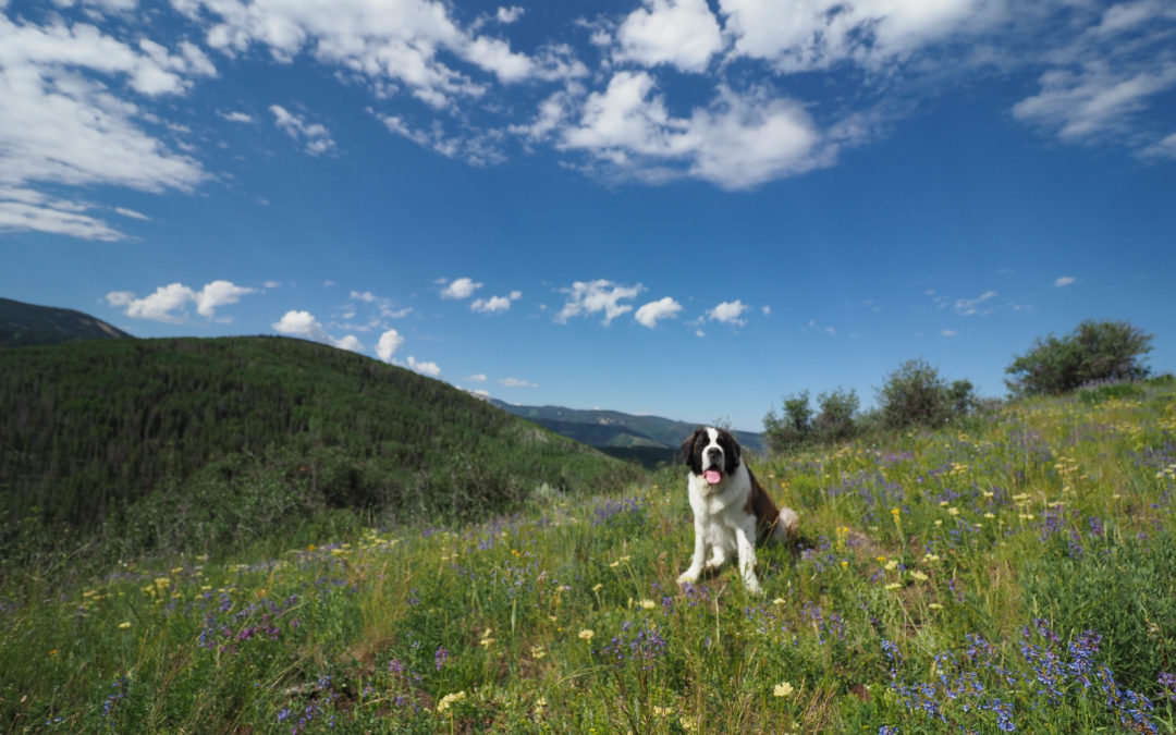 At The Ritz-Carlton, Bachelor Gulch, go for a hike with the resident St. Bernard