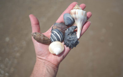 This is the best place to find shells in Texas – but you can’t drive there