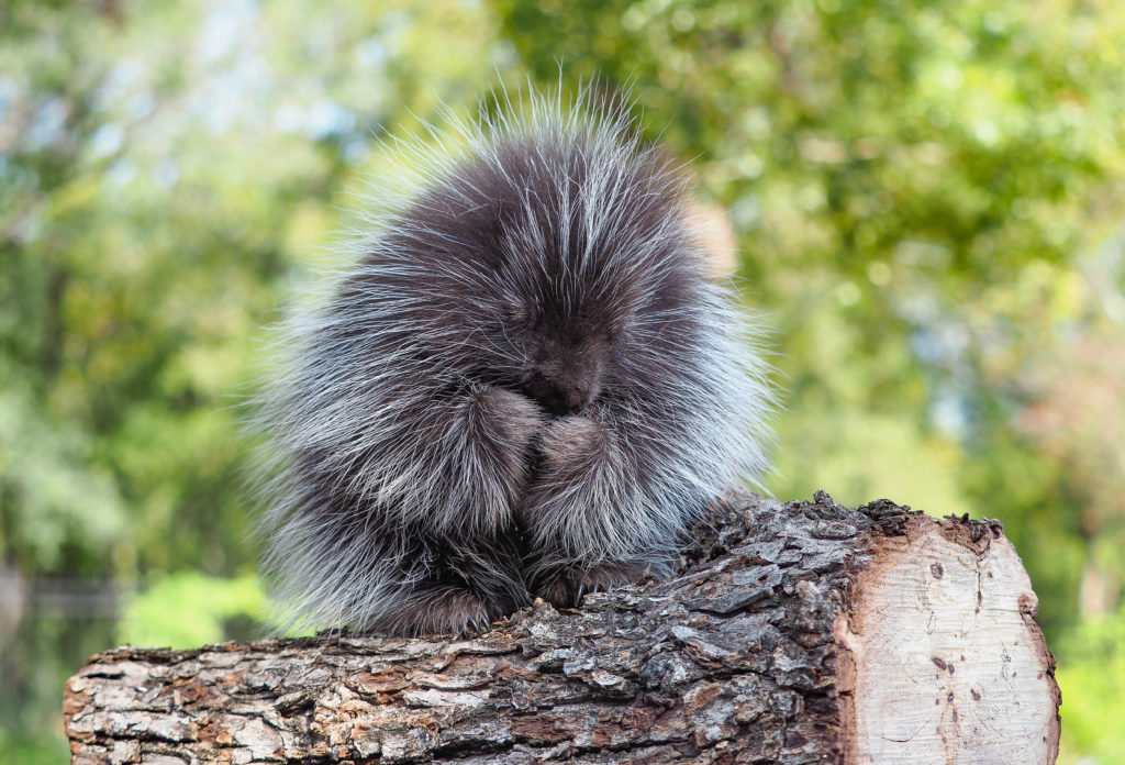 porcupine