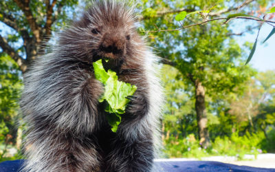 Meet the new baby porcupines at the Austin Nature and Science Center