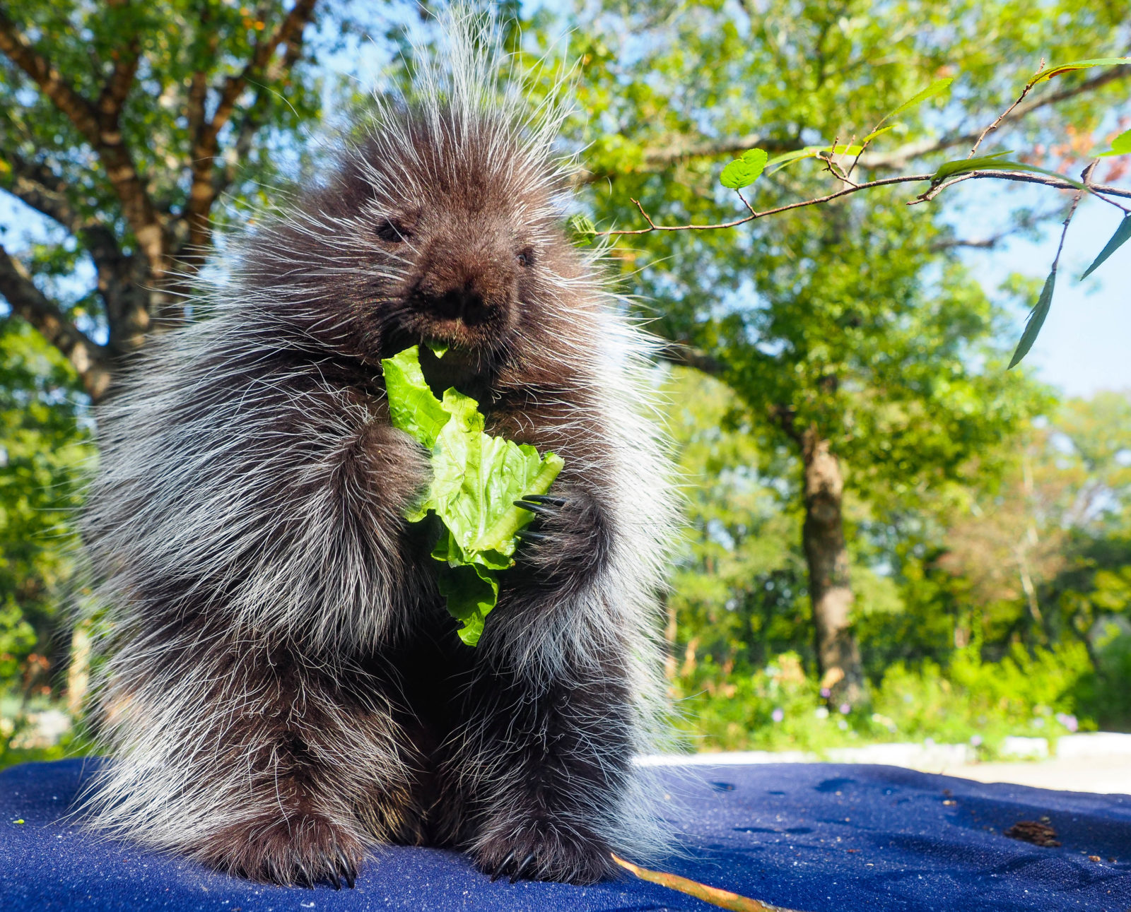 Meet the new baby porcupines at the Austin Nature and Science Center